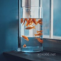 Avatar của Mai Xuân Trang